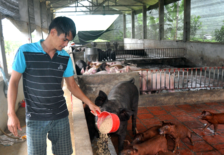 Anh Trần Quốc Nghị chăm sóc đàn lợn của gia đình.